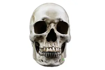 Horror Medical Skull Mask High Simulation 1:1 Skeleton Human Head Painting Model Masks Resin Medical Model Bar Decoration
Horror Medical Skull Mask High Simulation 1:1 Skeleton Human Head Painting Model Masks Resin Medical Model Bar Decoration