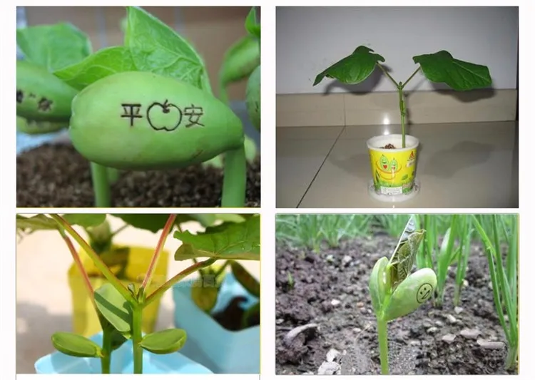 5PCS Magic Growing Message Beans Bonsais Magic Bean English Magic Bean Potted Green Office Home Decor for Flower Pot Planter
5PCS Magic Growing Message Beans Bonsais Magic Bean English Magic Bean Potted Green Office Home Decor for Flower Pot Planter