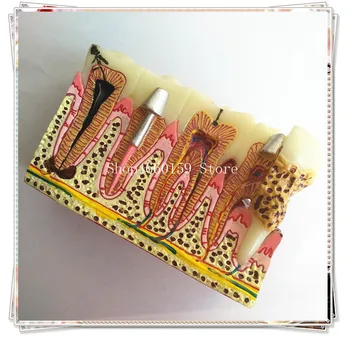 Dental Pathologies teeth Model/Dental root canal tooth model/Dental Study teeth model/Dental Implant Teeth Model 
Dental Pathologies teeth Model/Dental root canal tooth model/Dental Study teeth model/Dental Implant Teeth Model