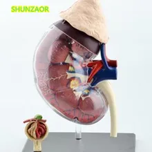 Assembling-Toys Model-Medicine Medical-Equipment Kidneys Teaching 4d Human