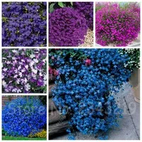 100-Pcs-bag-Lobelia-Seeds-LobeliaFlowers-Beautiful-Flower-Seeds-Hanging-Petunia-Perennial-Flowers-Garden-Semillas-De.jpg_200x200