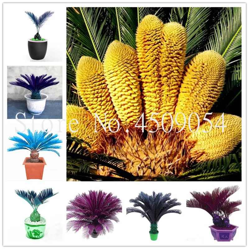 Cycas Bonsai Potted Balcony Planting Bag Potted Flower Bonsai Cycads Tree For Home Garden Big Bonsai 10Pcs Hot Sale Potted plant
Cycas Bonsai Potted Balcony Planting Bag Potted Flower Bonsai Cycads Tree For Home Garden Big Bonsai 10Pcs Hot Sale Potted plant