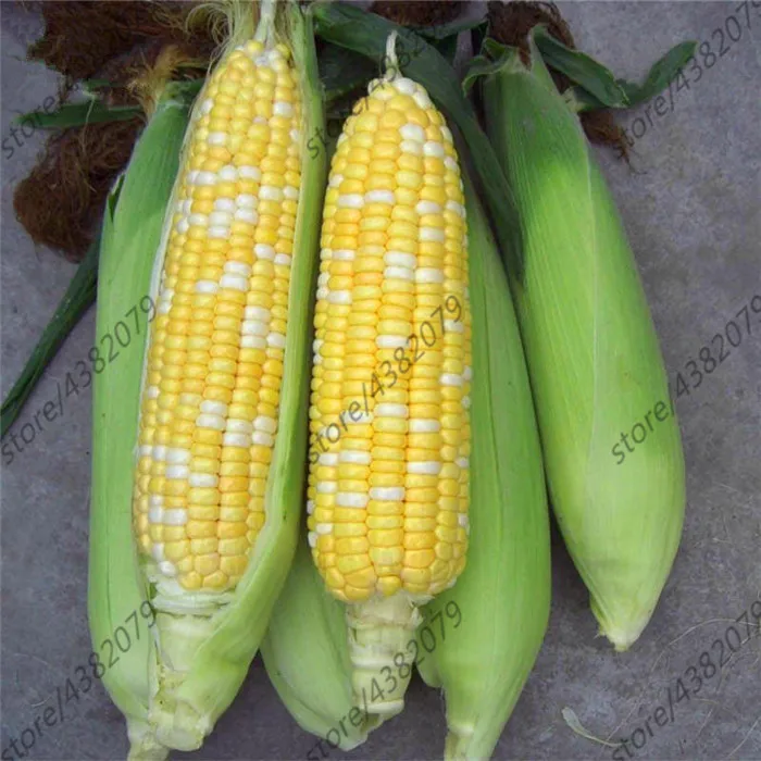 20pcs/bag Yellow corn Organic vegetables Edible food bonsai potted plant for home garden
20pcs/bag Yellow corn Organic vegetables Edible food bonsai potted plant for home garden