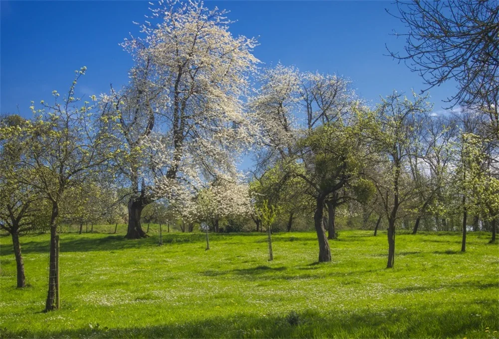 Laeacco Spring Blossom Tree Grassland Scenic Photographic Backgrounds Customized Photography Backdrops For Photo Studio
Laeacco Spring Blossom Tree Grassland Scenic Photographic Backgrounds Customized Photography Backdrops For Photo Studio