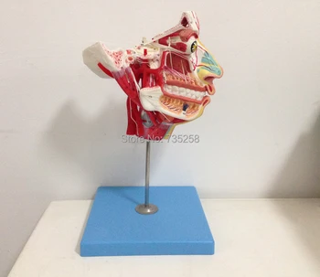 Nerves and Vessels in the Facial Skull,Facial Vascular Neural Model,Facial Anatomical Model
Nerves and Vessels in the Facial Skull,Facial Vascular Neural Model,Facial Anatomical Model