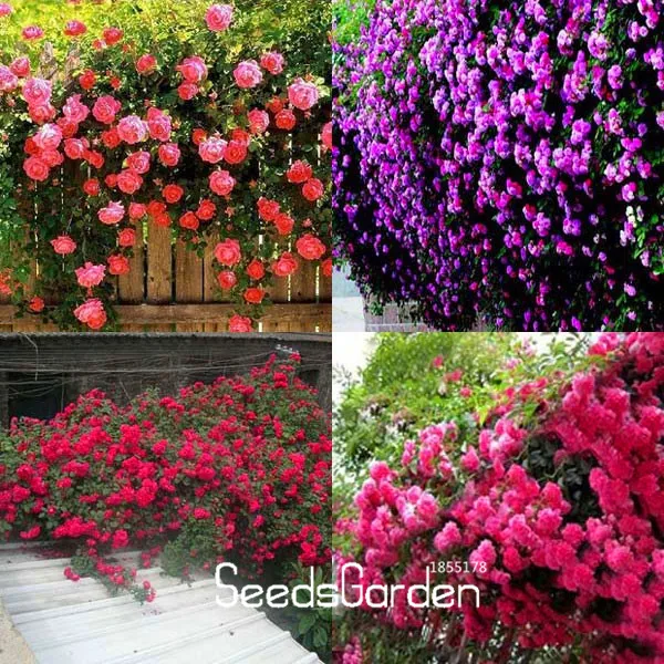 Time-Limit!!100 PCS/Lot New Beautiful Romantic 6 Variety Color Climbing Rose Bonsai Rosa Multiflora Perennial Decor,#YJRQ5Z
Time-Limit!!100 PCS/Lot New Beautiful Romantic 6 Variety Color Climbing Rose Bonsai Rosa Multiflora Perennial Decor,#YJRQ5Z