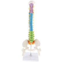 45cm Scientific Ultra Flexible Spine Model, Life Size Human Vertebral Column with Femurs Pelvis Anatomy Model on Stand
45cm Scientific Ultra Flexible Spine Model, Life Size Human Vertebral Column with Femurs Pelvis Anatomy Model on Stand