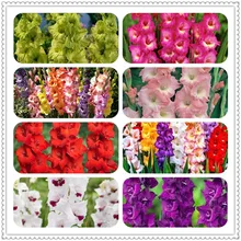 120 pces multi-color gladiolus flor (não gladiolus bulbos), diy aeróbio potted, gladiolus bonsai flor jardim sementes de flores(China)