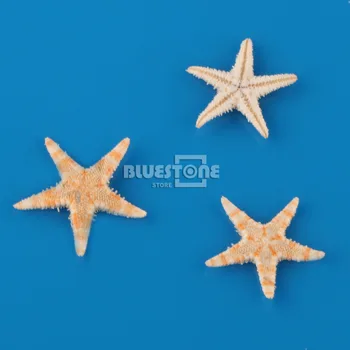 100 pcs Mini Flat Tan Starfish Seashells Beach DIY Wedding Party Decor Craft Supply Free Shipping
100 pcs Mini Flat Tan Starfish Seashells Beach DIY Wedding Party Decor Craft Supply Free Shipping