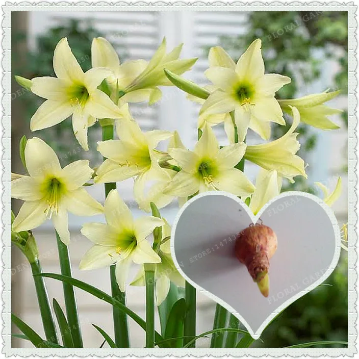 True Light Green Hippeastrum Rutilum Bulbs,(Bonsai),Amaryllis Flowers Symbolizes Love,Flower Plant-2 Bulb
True Light Green Hippeastrum Rutilum Bulbs,(Bonsai),Amaryllis Flowers Symbolizes Love,Flower Plant-2 Bulb
