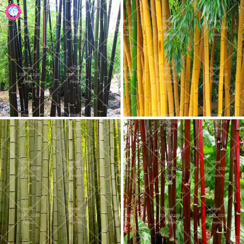 20PCS Bamboo Bonsai Plant Fresh Giant Black Moso Bamboo Bambu Plant Bambusa Lako Tree Plant Perennial Plant For Home Garden
20PCS Bamboo Bonsai Plant Fresh Giant Black Moso Bamboo Bambu Plant Bambusa Lako Tree Plant Perennial Plant For Home Garden