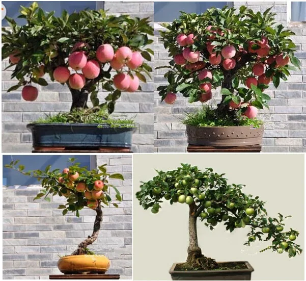 50pcs Very Delicious Chinese Apple Bonsai Plant Super Big Sweet apple tree Perennial plants for home garden
50pcs Very Delicious Chinese Apple Bonsai Plant Super Big Sweet apple tree Perennial plants for home garden