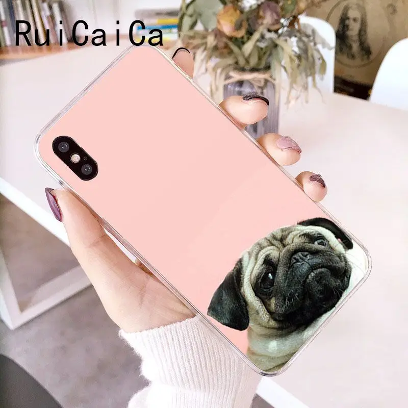 Animal Cute Pug Dog