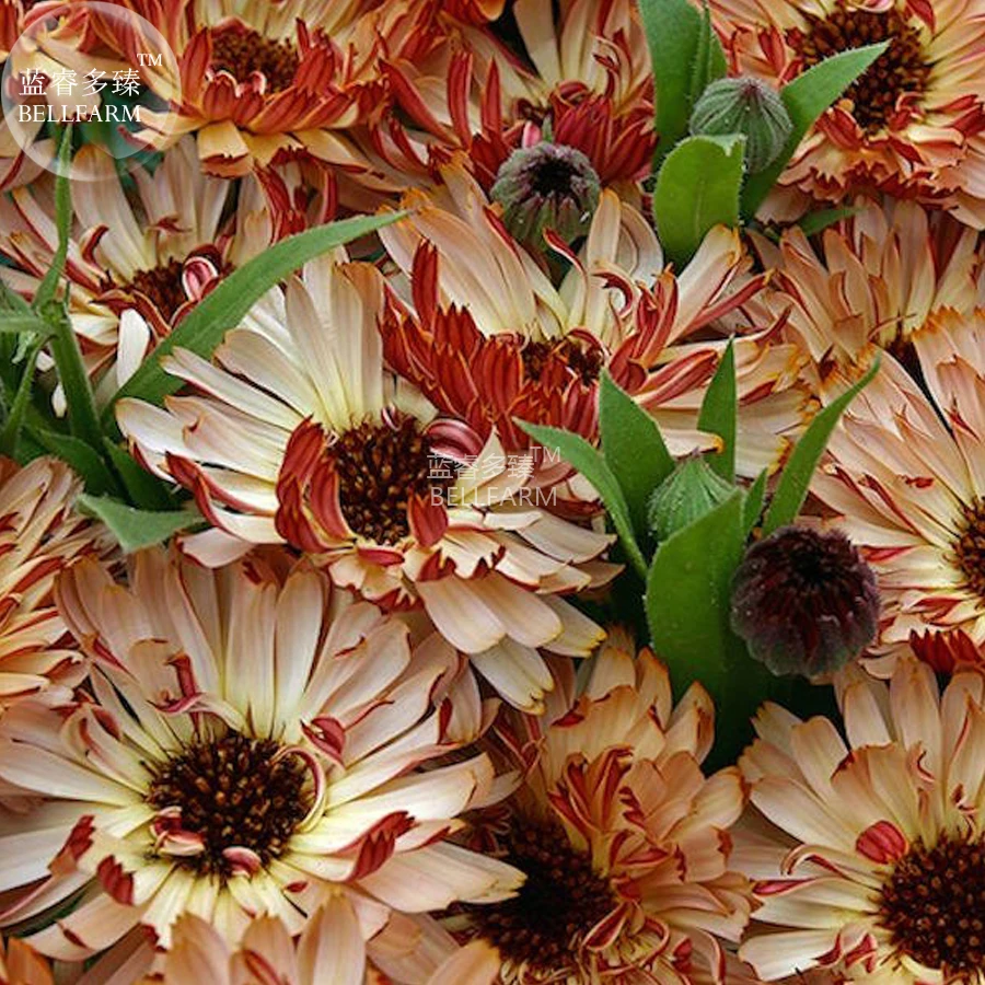 BELLFARM Calendula 