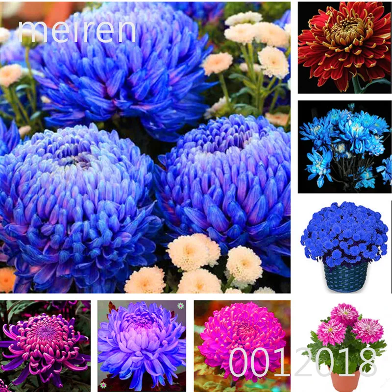 100 Pcs China Mother Bonsai Chrysanthemum Aster Flower Plant Rare Perennial Flower Indoor Bonsai Flower Plants For Family Garden
100 Pcs China Mother Bonsai Chrysanthemum Aster Flower Plant Rare Perennial Flower Indoor Bonsai Flower Plants For Family Garden