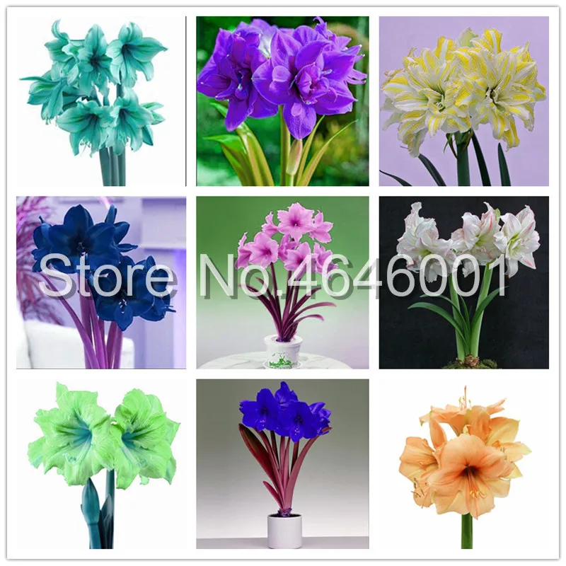 Big promotion!100 pcs / bag True Amaryllis Flower Not Bulbs Bonsai Flower Hippeastrum for Home & Garden Barbados Lily Flower Pot
Big promotion!100 pcs / bag True Amaryllis Flower Not Bulbs Bonsai Flower Hippeastrum for Home & Garden Barbados Lily Flower Pot