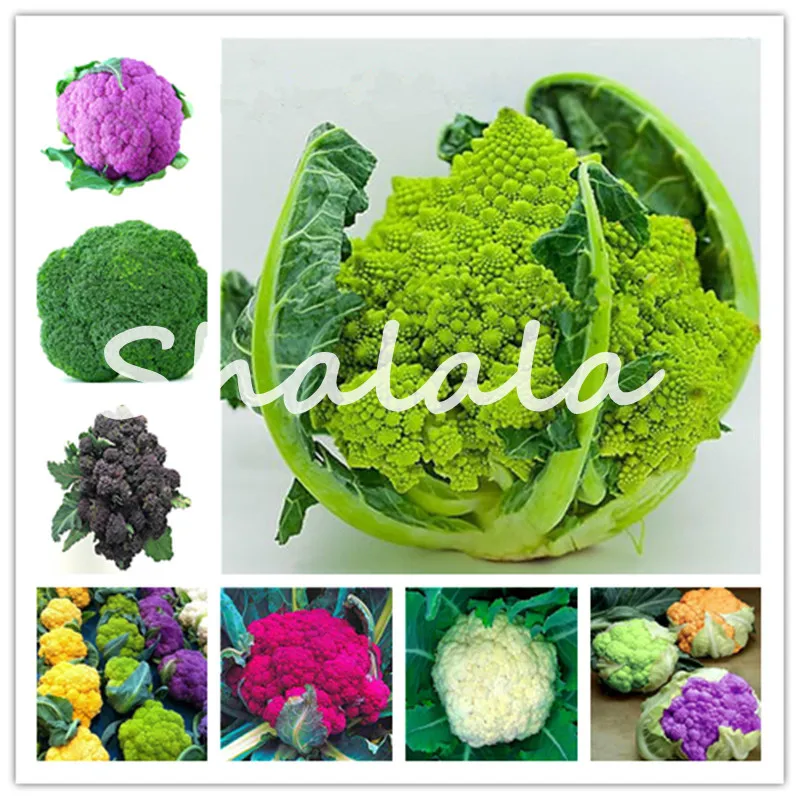 Hot Golden Cauliflower Bonsai Family New Arrival Healthy Bonsai Broccoli Cauliflower Non-Gmo Green Nutrition Vegetable 100 Pcs
Hot Golden Cauliflower Bonsai Family New Arrival Healthy Bonsai Broccoli Cauliflower Non-Gmo Green Nutrition Vegetable 100 Pcs