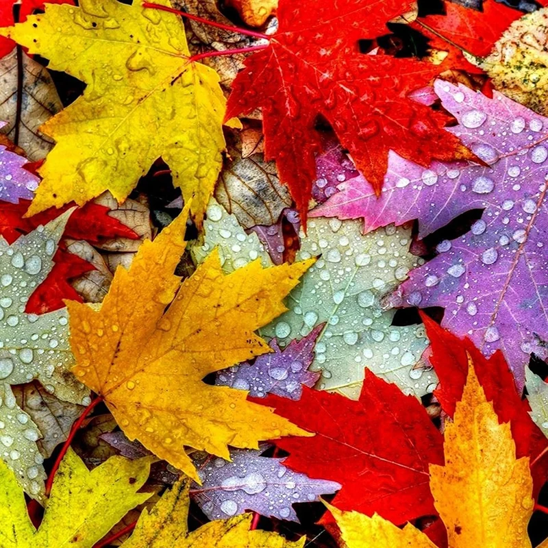 DIY 5D Full Diamond Painting Cross Stitch Maple leaf Diamond Embroidery Needlework Patterns Rhinestone kits
DIY 5D Full Diamond Painting Cross Stitch Maple leaf Diamond Embroidery Needlework Patterns Rhinestone kits