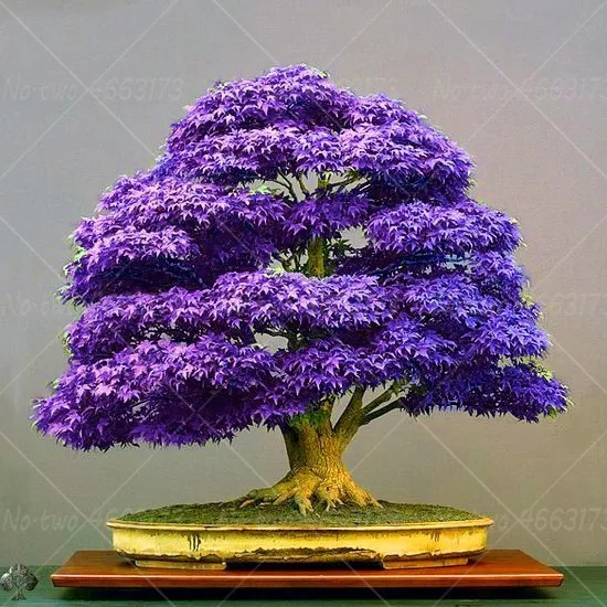 New Varieties 20pcs Purple Maple Bonsai Tree Plants Perennial Indoor Rare Maple Tree Potted Plant For Home Garden Flowers Planta
New Varieties 20pcs Purple Maple Bonsai Tree Plants Perennial Indoor Rare Maple Tree Potted Plant For Home Garden Flowers Planta