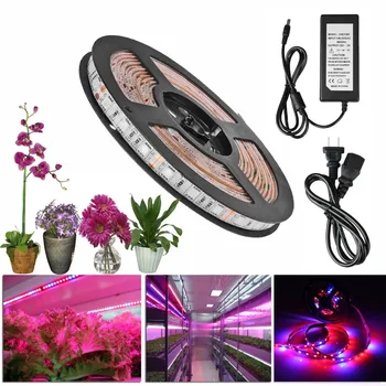 5m LED Phyto Lamps Grow Lights 12V Red Blue LED Strip Plant Growth Light Set for Greenhouse Hydroponic Plant Growing 5a Adapter
5m LED Phyto Lamps Grow Lights 12V Red Blue LED Strip Plant Growth Light Set for Greenhouse Hydroponic Plant Growing 5a Adapter