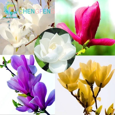 30 pcs magnolia bonsai for home garden rare tree bonsais DIY orchid plant tree flowers pot Plantas Home Decoration Hot Selling
30 pcs magnolia bonsai for home garden rare tree bonsais DIY orchid plant tree flowers pot Plantas Home Decoration Hot Selling