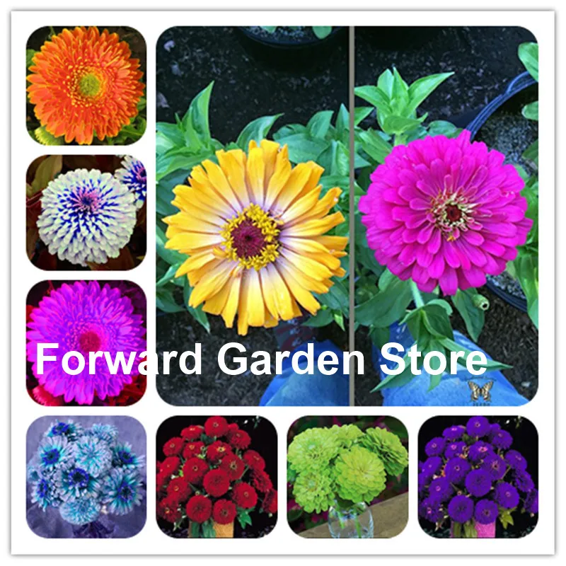 100% Genuine Mixed Zinnia Bonsai Pretty Pastel Colors Perennial Bonsai For Home Garden Charming Chinese Flowers Plant 200 Pcs
100% Genuine Mixed Zinnia Bonsai Pretty Pastel Colors Perennial Bonsai For Home Garden Charming Chinese Flowers Plant 200 Pcs