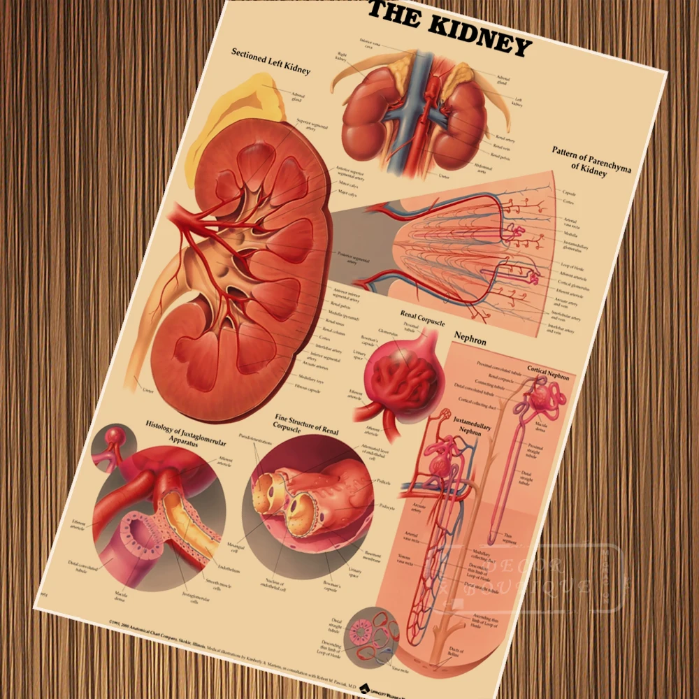Human Map of Kidney Anatomy Poster Canvas Painting DIY Wall Paper Posters Home Decor Gift
Human Map of Kidney Anatomy Poster Canvas Painting DIY Wall Paper Posters Home Decor Gift