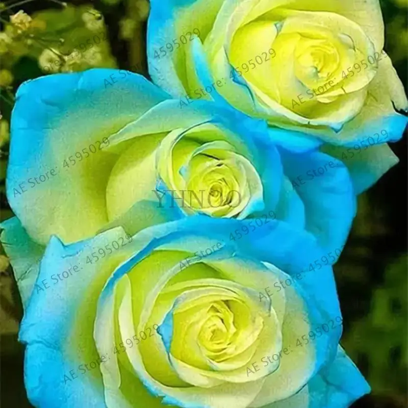 200 pcs rose flower petunia Cockscomb Hibiscus flower rosas bonsai for home garden, Eustoma flower Natural Growth easy grow
200 pcs rose flower petunia Cockscomb Hibiscus flower rosas bonsai for home garden, Eustoma flower Natural Growth easy grow