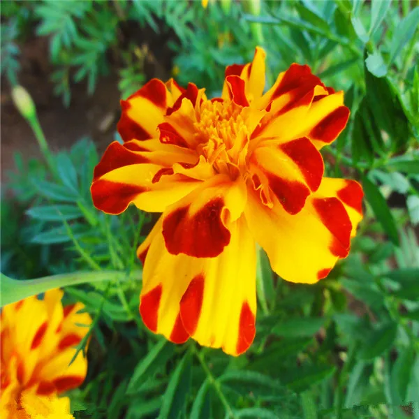 200 pcs Red African Marigold French Marigold Herbs Tagetes Erecta Flower Bonsai Tagetes Flower For Home Garden Plant Big sale
200 pcs Red African Marigold French Marigold Herbs Tagetes Erecta Flower Bonsai Tagetes Flower For Home Garden Plant Big sale