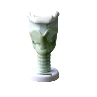 Laryngeal cartilage model Medical teaching training anatomical model 13*13*24cm free shipping
Laryngeal cartilage model Medical teaching training anatomical model 13*13*24cm free shipping