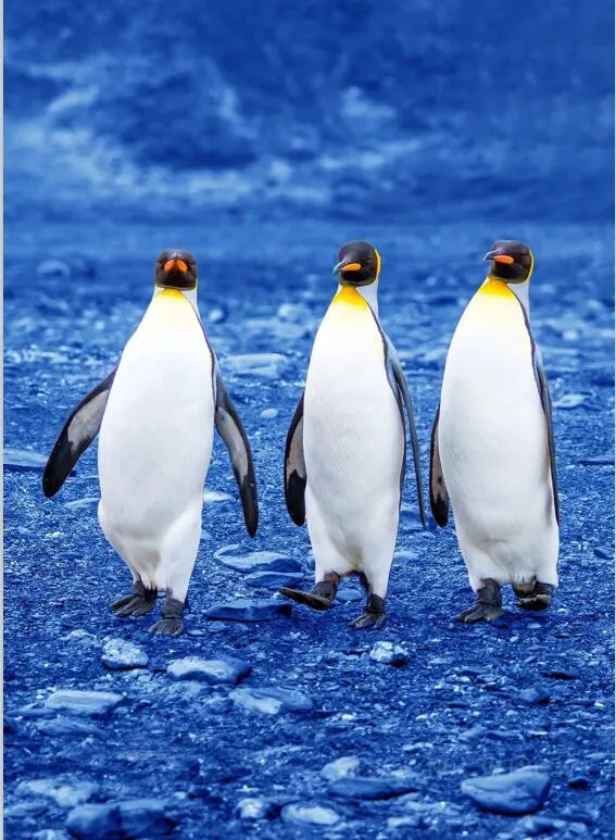 Diamond Mosaic Diy Diamond Embroidery Line Up The Penguins Diamond Painting Cross Stitch Floral Rhinestone Decoration Stickers
Diamond Mosaic Diy Diamond Embroidery Line Up The Penguins Diamond Painting Cross Stitch Floral Rhinestone Decoration Stickers