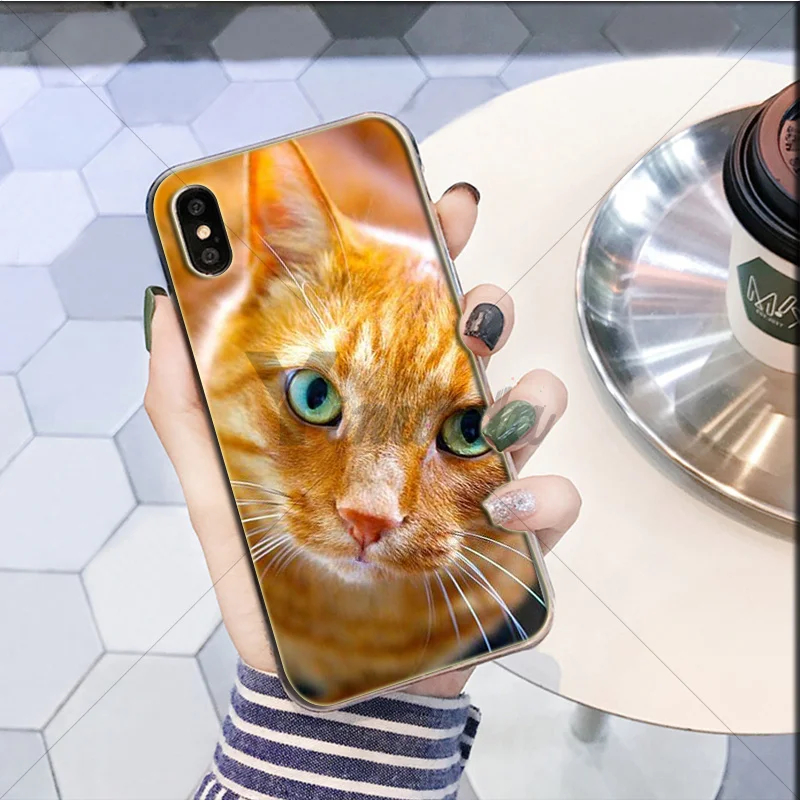 Cute yellow hair cat