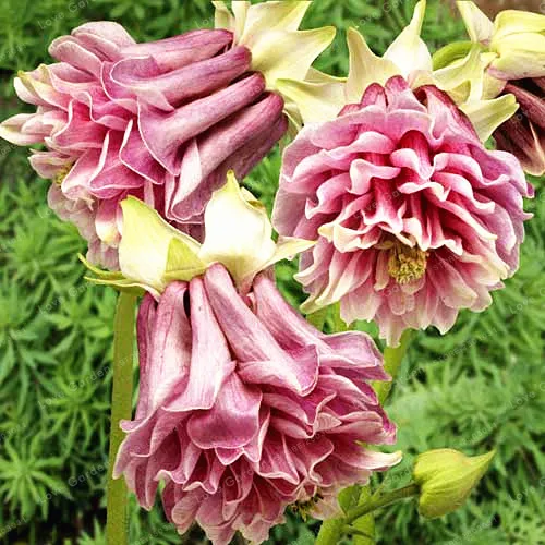 100 Pcs/Bag Mixed Aquilegia Bonsai Long Bloom Season Hardy Flower Beautiful Bonsai Flower Bonsai For Home Garden
100 Pcs/Bag Mixed Aquilegia Bonsai Long Bloom Season Hardy Flower Beautiful Bonsai Flower Bonsai For Home Garden