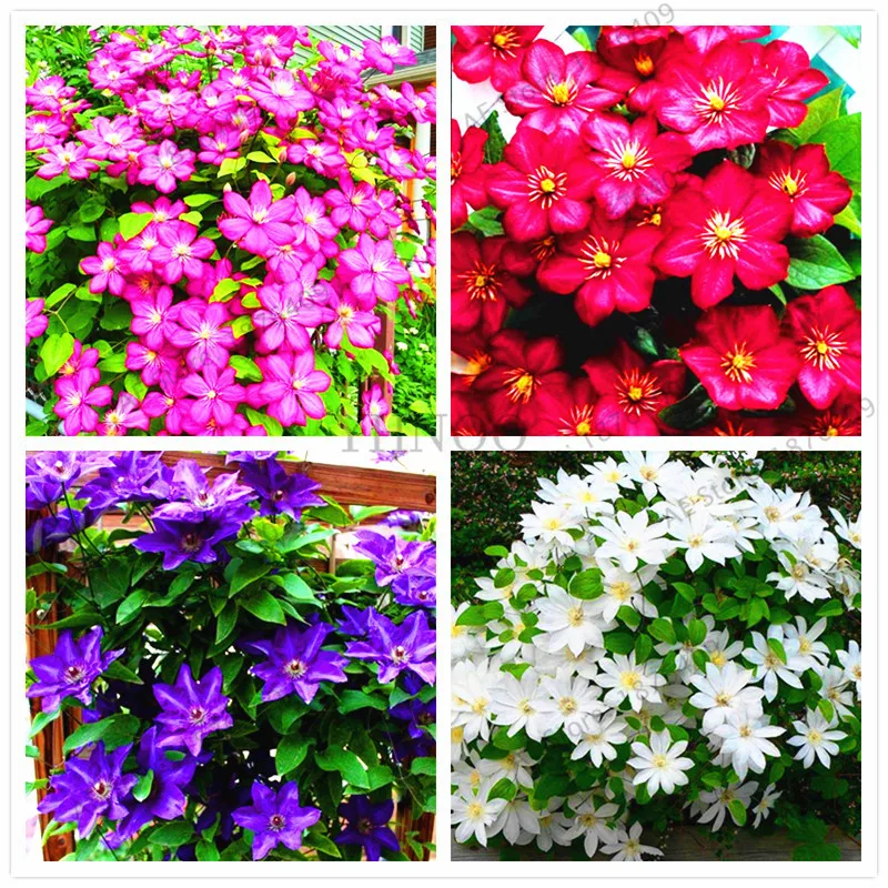 Real climbing clematis bulbs,clematis tree bulbs, perennial plant pot flower bulbs ,bonsai plant for home garden 105pcs
Real climbing clematis bulbs,clematis tree bulbs, perennial plant pot flower bulbs ,bonsai plant for home garden 105pcs