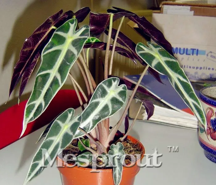 New Home Garden Plant Black Leaf Alocasia Bonsai, Indoor Bonsai Aquatic Plants (Herba Monachosori Henryi) Bonsai - 50PCS
New Home Garden Plant Black Leaf Alocasia Bonsai, Indoor Bonsai Aquatic Plants (Herba Monachosori Henryi) Bonsai - 50PCS