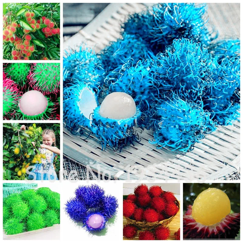 Heirloom 100 Pcs Multi Color Rambutan Malaysia Miracle Fruit Delicious Plant For Home Garden Easy Planting Bonsai As Litchi
Heirloom 100 Pcs Multi Color Rambutan Malaysia Miracle Fruit Delicious Plant For Home Garden Easy Planting Bonsai As Litchi