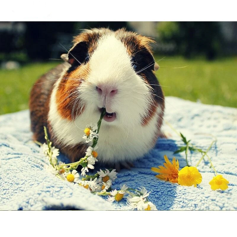 5D Diamond Painting full square Accessory Rhinestone Cute Guinea Pig Diamond Embroidery,Diy drill Pictures Home art JS4320
5D Diamond Painting full square Accessory Rhinestone Cute Guinea Pig Diamond Embroidery,Diy drill Pictures Home art JS4320