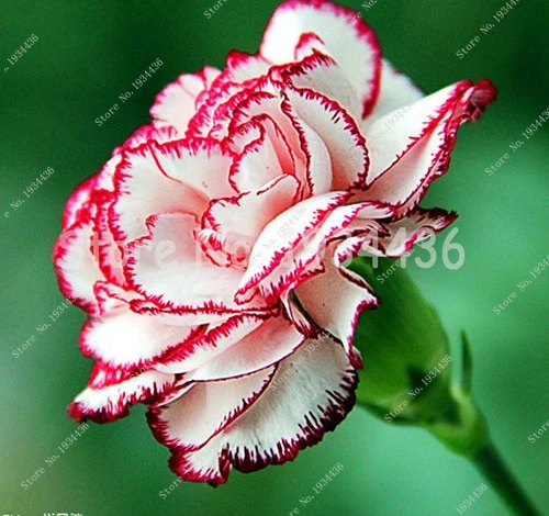 200 pcs Japanese Carnation Bonsai Dianthus Caryophyllus Flowers Semillas Potted Rare Mother Love Flower for Flower Pots Planters
200 pcs Japanese Carnation Bonsai Dianthus Caryophyllus Flowers Semillas Potted Rare Mother Love Flower for Flower Pots Planters