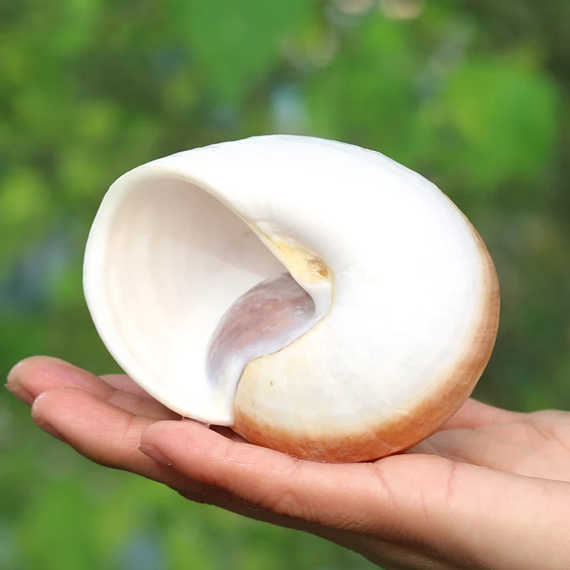 Bread Snail Natural Conch Shell Fish Tank Landscape Aquarium Decoration Hermit Crab Roll Shellfish Shell Pot Ornaments Crafts
Bread Snail Natural Conch Shell Fish Tank Landscape Aquarium Decoration Hermit Crab Roll Shellfish Shell Pot Ornaments Crafts