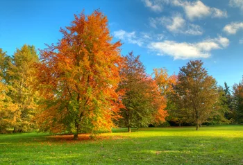 Laeacco Photographic Backgrounds Autumn Tree Maple Grass Blue Sky Cloudy Scenic Photo Backdrops Photocall For Photo Studio
Laeacco Photographic Backgrounds Autumn Tree Maple Grass Blue Sky Cloudy Scenic Photo Backdrops Photocall For Photo Studio