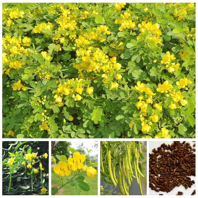 Cassia Bonsai Herb Catsia Tora Linn Chinese Herb Bonsai Flower DIY Home Garden Plant Easy To Grow 20 Pcs/Bag
Cassia Bonsai Herb Catsia Tora Linn Chinese Herb Bonsai Flower DIY Home Garden Plant Easy To Grow 20 Pcs/Bag