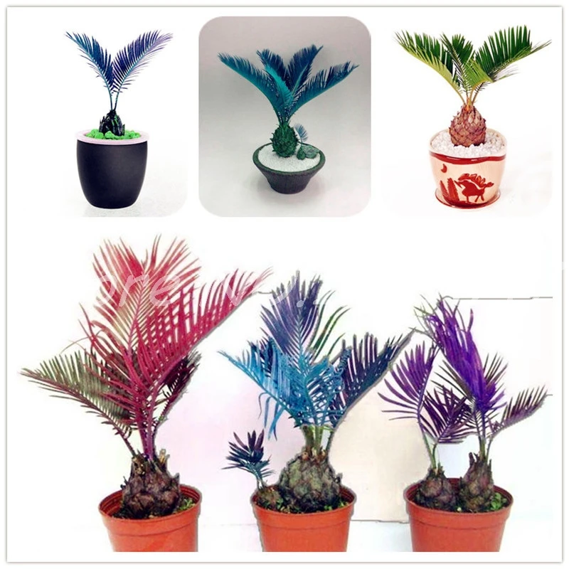 10 pcs/ bag Mixed Cycas Bonsai Sago Palm Tree Plant Perennial Cycas Tree ,the budding rate 97% Rare Potted Plant for Home Garden
10 pcs/ bag Mixed Cycas Bonsai Sago Palm Tree Plant Perennial Cycas Tree ,the budding rate 97% Rare Potted Plant for Home Garden