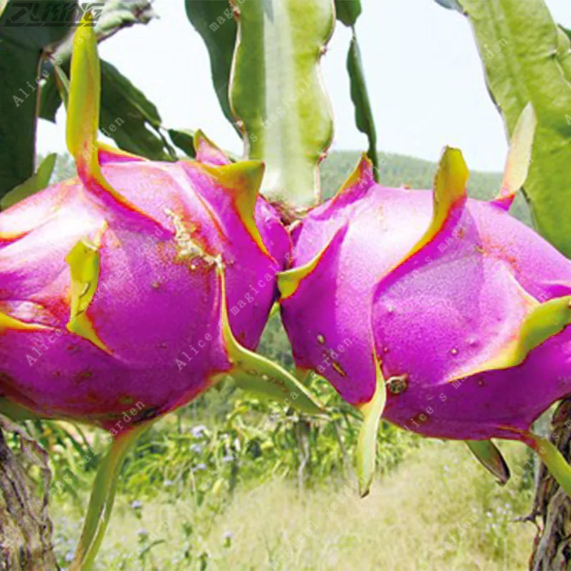 ZLKING 100Pcs Purple Dragon Fruit Sweet Delicious Hylocereus Pitaya Bonsai Rare Tropical Fruit Super Natural Products
ZLKING 100Pcs Purple Dragon Fruit Sweet Delicious Hylocereus Pitaya Bonsai Rare Tropical Fruit Super Natural Products