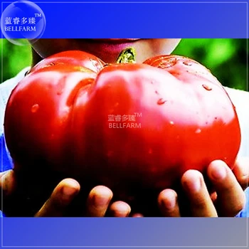 BELLFARM Heirloom Giant Monster Tomato Genuine Fresh Very