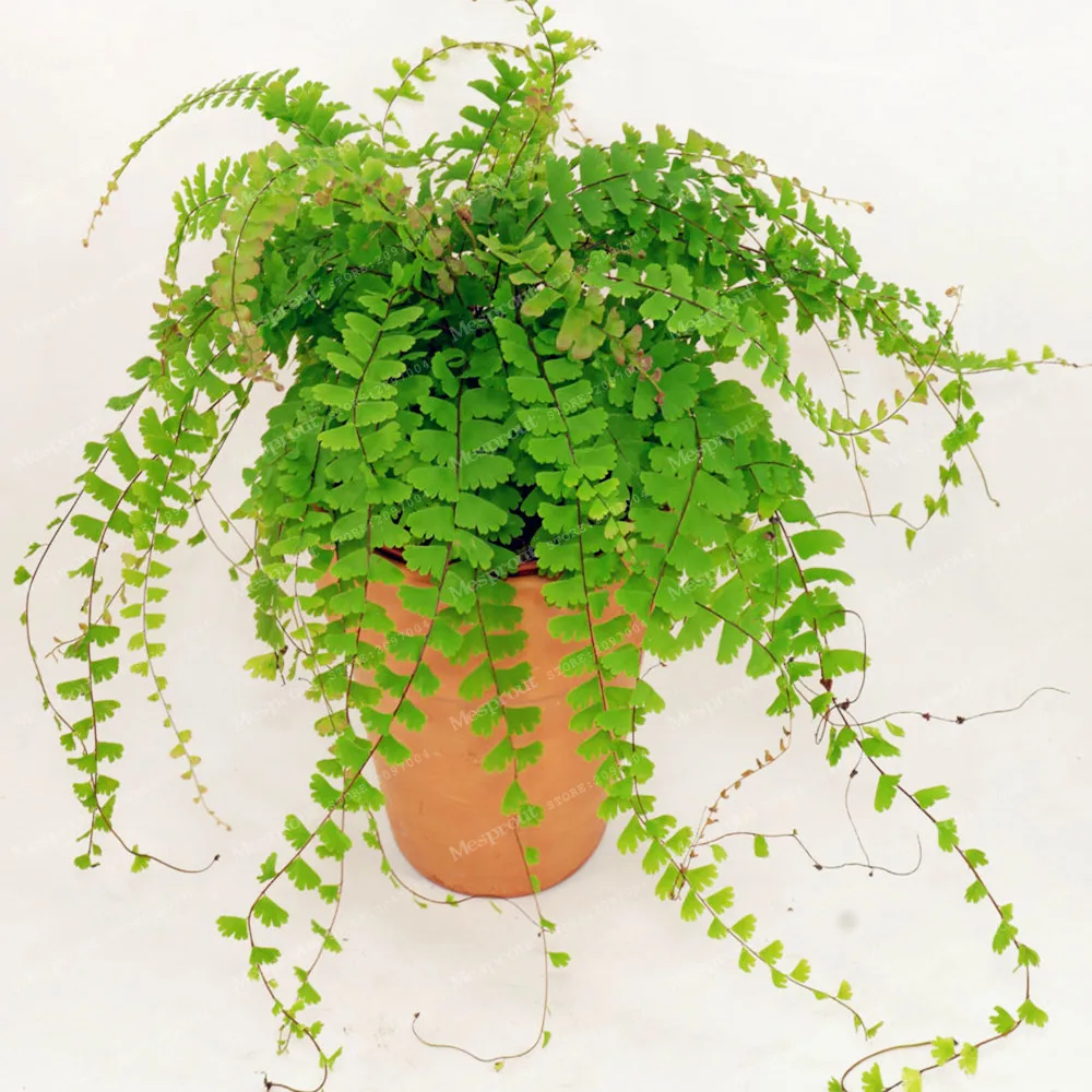 Hot Selling Adiantum Capillus Maidenhair Fern Bonsai Cultivation Is Easy Suitable For Indoor Perennial Potted Ornamental 100 Pcs
Hot Selling Adiantum Capillus Maidenhair Fern Bonsai Cultivation Is Easy Suitable For Indoor Perennial Potted Ornamental 100 Pcs