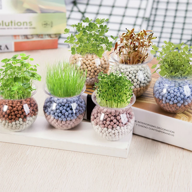 Mini Bonsai Anti Radiation Office Desktop Grass Potted DIY Anion Bonsai With Glass Cup Grass Simple Cultivation Dropshipping
Mini Bonsai Anti Radiation Office Desktop Grass Potted DIY Anion Bonsai With Glass Cup Grass Simple Cultivation Dropshipping