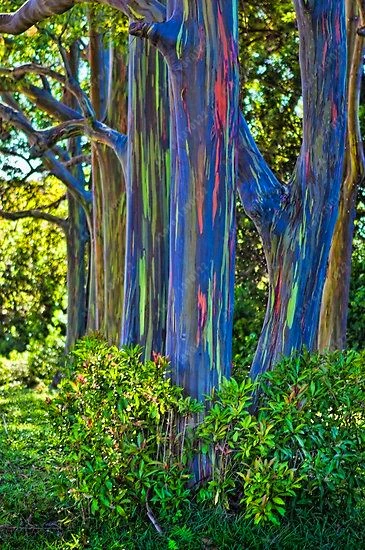Online Kaufen Großhandel regenbogen eukalyptus samen aus China