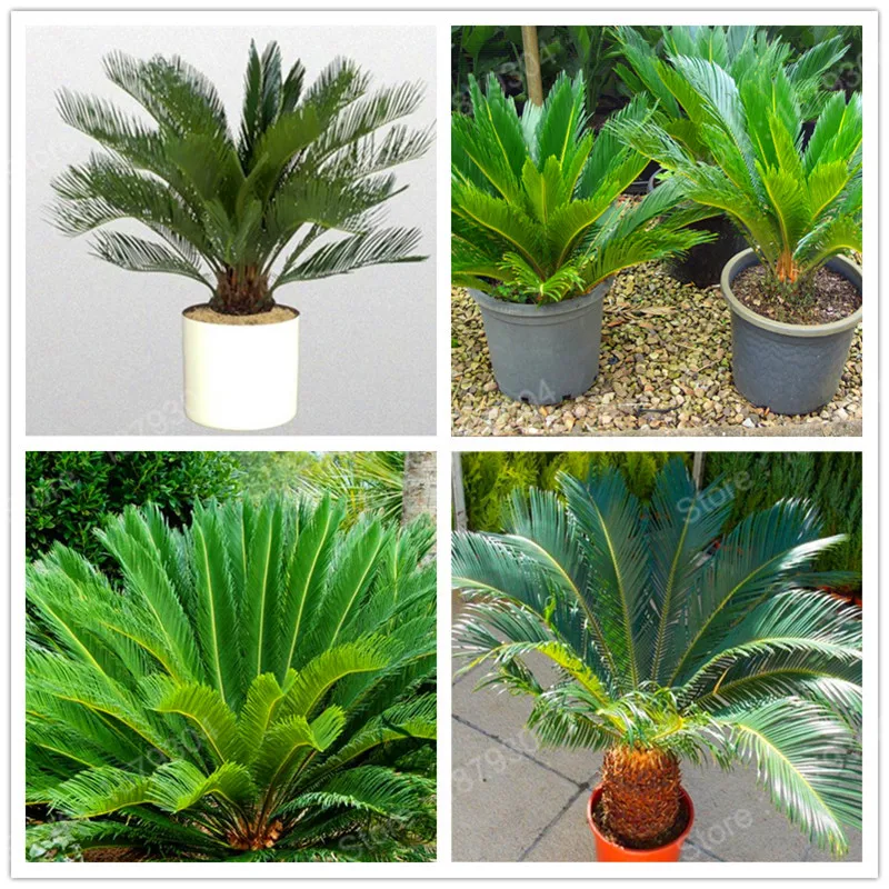 promotiom mini Sago Cycas plant perennial revoluta flores bonsai tree plantas Potted tree plante for DIY Home Garden 100pcs/bag
promotiom mini Sago Cycas plant perennial revoluta flores bonsai tree plantas Potted tree plante for DIY Home Garden 100pcs/bag