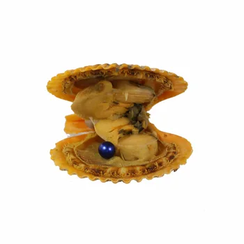 2018 New Pepsi Blue Akoya Round Pearls in Red Oyster Vacuum Packed Scallop Oyster 7-8MM Colored Pearls 20pcs Wish Pearls FP437
2018 New Pepsi Blue Akoya Round Pearls in Red Oyster Vacuum Packed Scallop Oyster 7-8MM Colored Pearls 20pcs Wish Pearls FP437