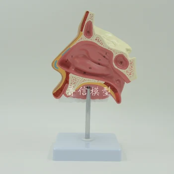 Medical Nasal Anatomical Model Muzzle Nose Nasal Cavity Model Structure Human Model
Medical Nasal Anatomical Model Muzzle Nose Nasal Cavity Model Structure Human Model